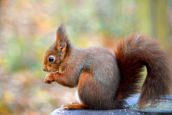 Red squirrel on a blurry background