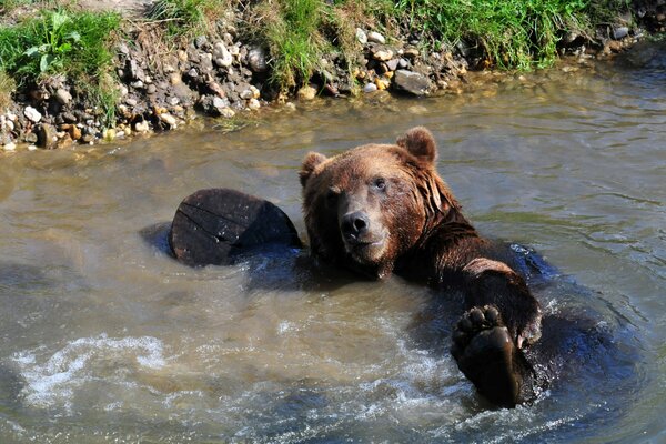 Brown bear swims in a pond