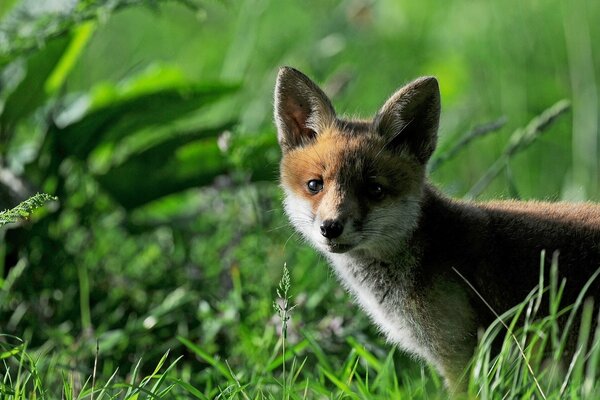 A fox cub peeking out among the green grass