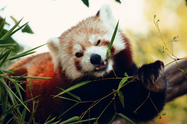 Petit Panda mange le bambou