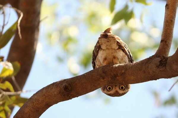 An owl sits upside down on a branch