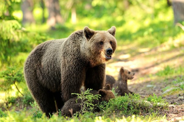 Mama niedźwiedzia z misiami na spacerze w lesie