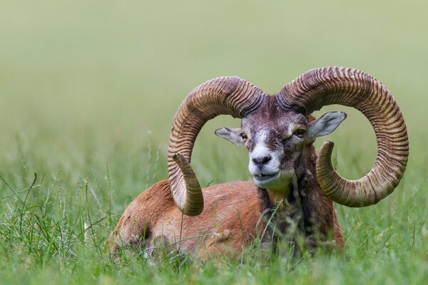 Mouflon is a handsome man with massive horns sitting on the grass