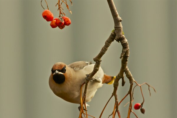 Astica Waxwing su un ramo con bacche rosse di sorbo