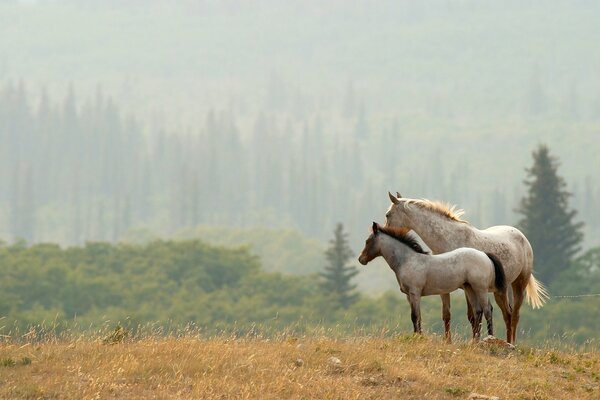 A pair of horses against the background of the forest
