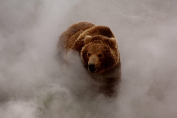 Braunbär, der aus dem Nebel kommt