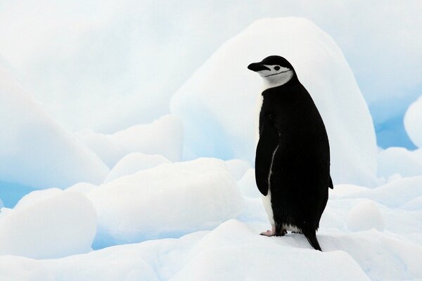 Ein einsamer Pinguin steht inmitten des großen Eises der Antarktis