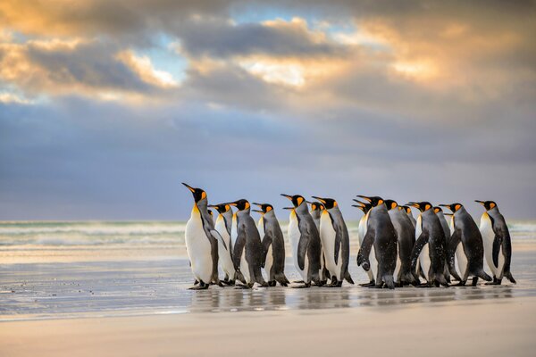 Pingüinos rey de pie en la costa de la isla