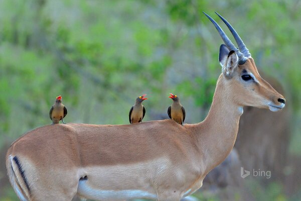 Antilope noire dans le parc National Kruger