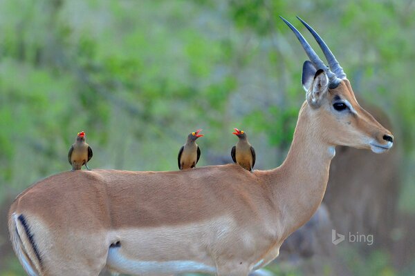 Antilope dal becco nero nel Kruger National Park