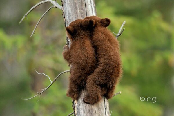 Cuccioli di orso nero americano su un albero nel Parco Nazionale di Jasper