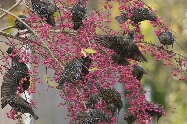 Vögel auf Ästen, die Beeren picken, sind Stare