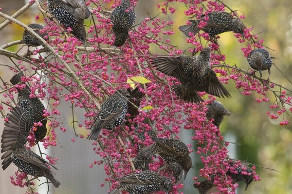 Птицы на ветвях деревьев клюющие ягоды - это скворцы