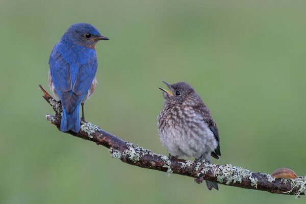 Azure birds- sialia sitting on a branch on a blurry background