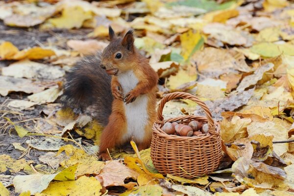 Squirrel with nuts, red squirrel with nuts