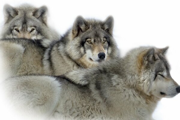 Photo of three gray wolves