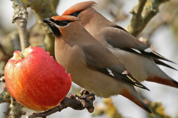 Beautiful whistles on an apple tree branch