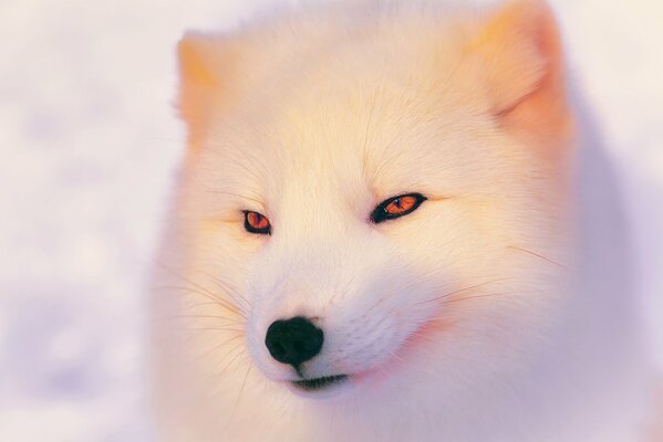 Beau sourire Scribe sur la neige