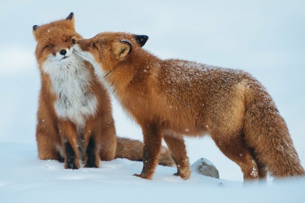 Cute pair of foxes on a snowy field