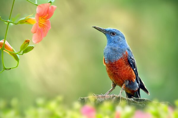 Jardín verde y hermoso pájaro en una rama