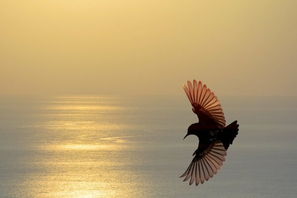 A bird in flight against the background of sunset