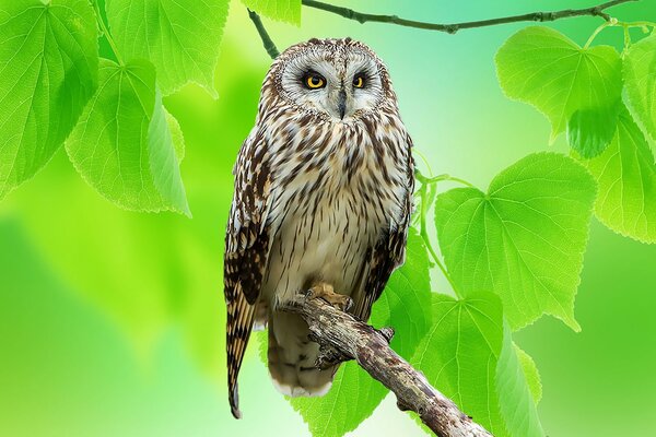 Hibou gris assis sur une branche