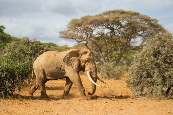 An elephant with tusks runs into the shade of African trees