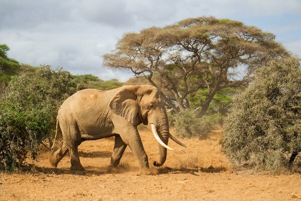 Elefante con colmillos huye a la sombra de los árboles Africanos