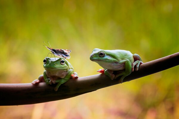 Un couple de grenouilles a appris le Zen