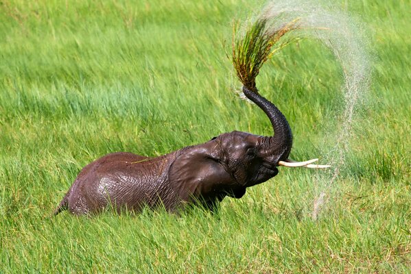 Elefante africano en el lago y chorros