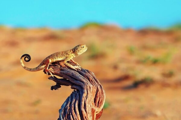 Excellente pose de lézard rampant