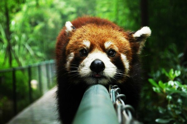 Panda rouge rampant sur la balustrade
