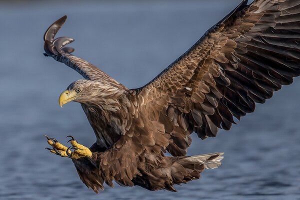 Weißschwanzadler während der Jagd