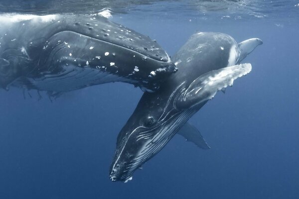 Dos ballenas azules juegan en el mar