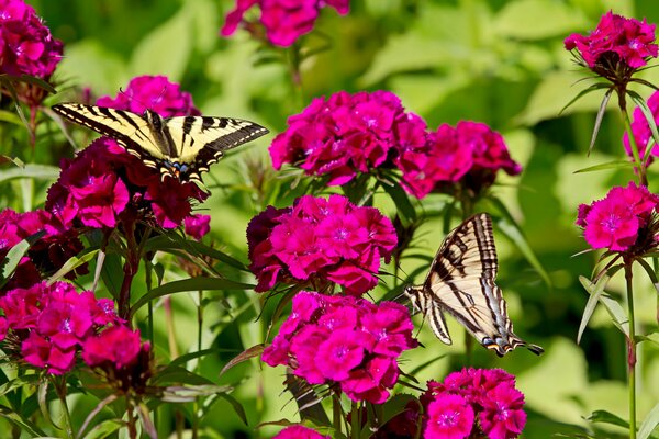 Bright butterflies sitting on pink carnations