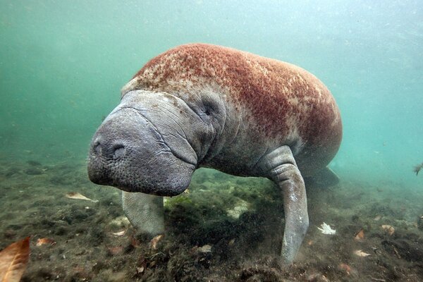 Eine niedliche Seekühe schwimmt auf dem Meeresboden