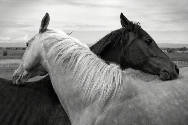 The horses folded their heads