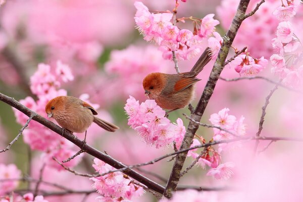 Весенний сад с двумя птичками