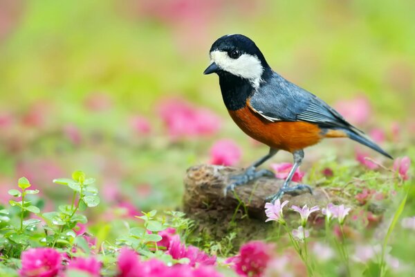 Japanese tit on a stone among flowers