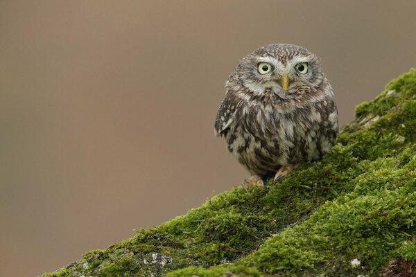 Owl - a bird sitting on a hillock of a huge hill