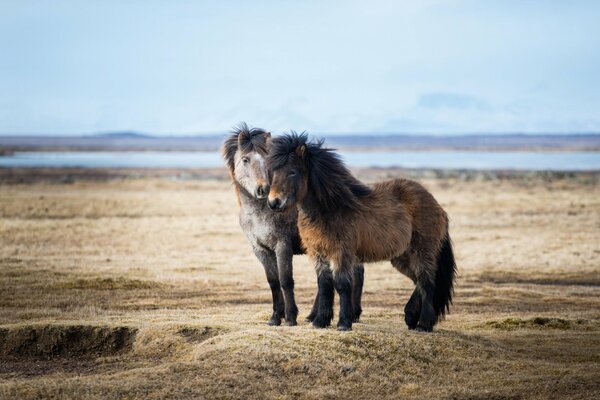 In Iceland, ponies are the most beautiful