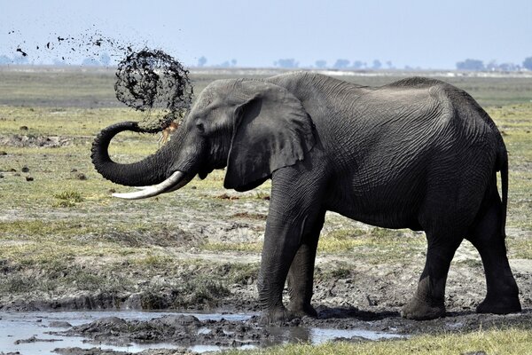 Elephant takes a shower in a puddle