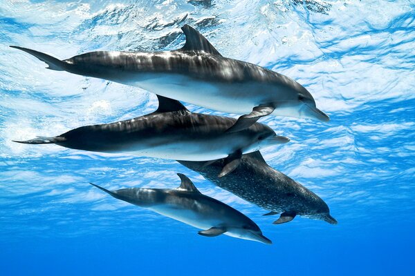 Four dolphins swim in the ocean