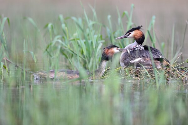 Zwei Enten fischen im Schilf