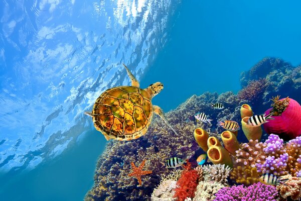 Turtle, coral, starfish under water