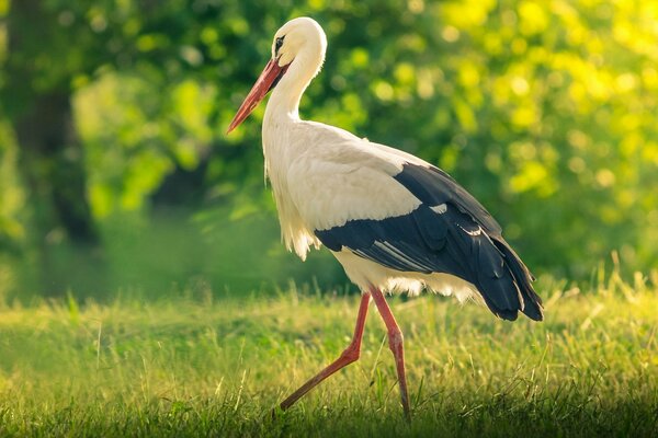 Cicogna che cammina attraverso una radura verde