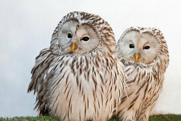 Two fluffy owls look away