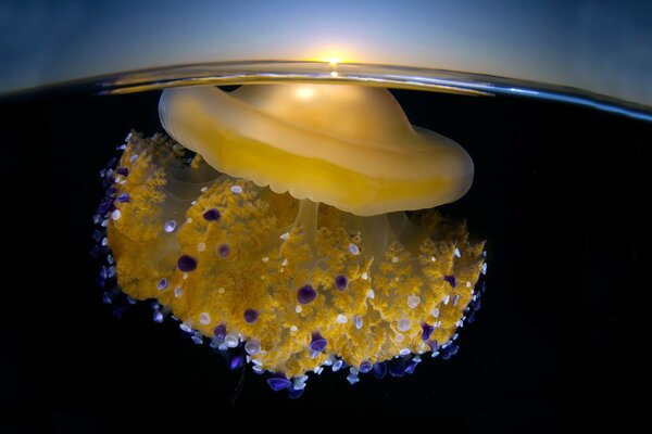 Méduse sur la surface de l océan closeup