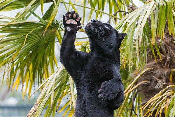 Predatory animal jaguar shows claws