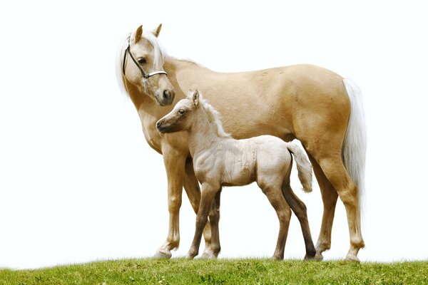 Idillio di famiglia, un cavallo bianco con il suo cavallo